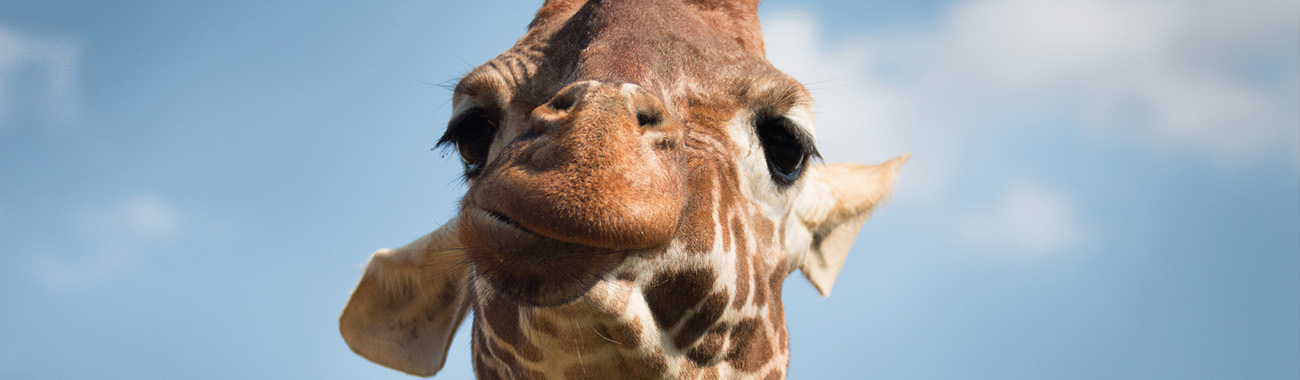 Giraffe - Overview | Young People's Trust For the Environment