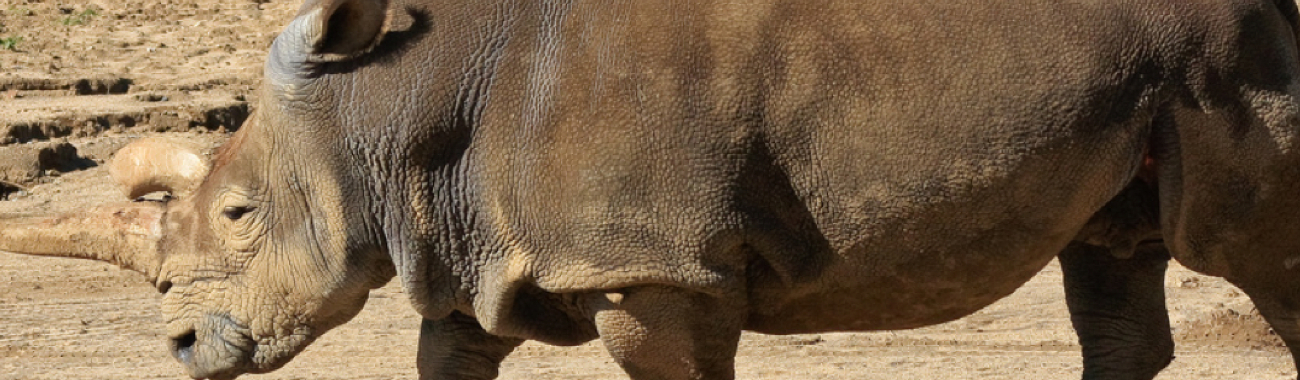 Northernwhiterhino.full