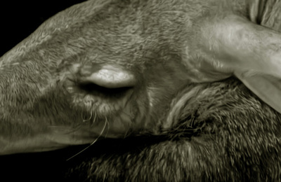 Aardvark.content